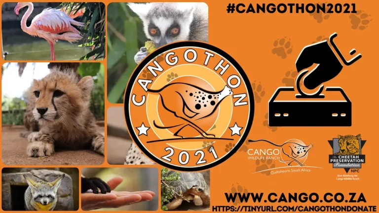 Cango Wildlife Ranch - Cangothon 2021